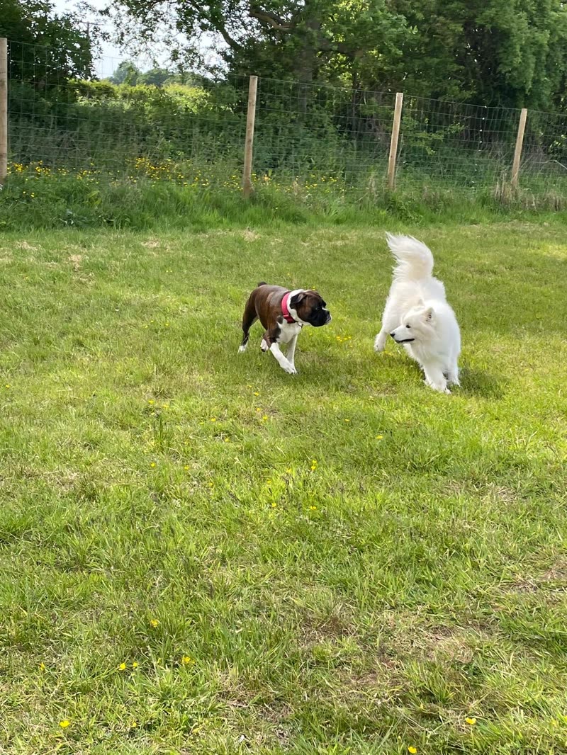 A brown-and-white dog and a white fluffy dog running together in the large fenced grass field