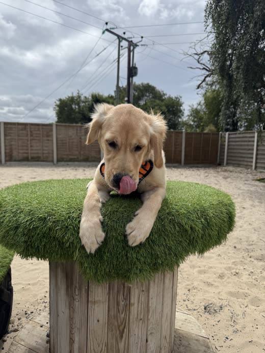 A golden retriever with a ball in its mouth, front paws up on a grass-topped platform, close to camera